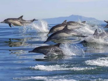 Dolphin & Wildlife Cruises